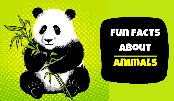fun facts about animals